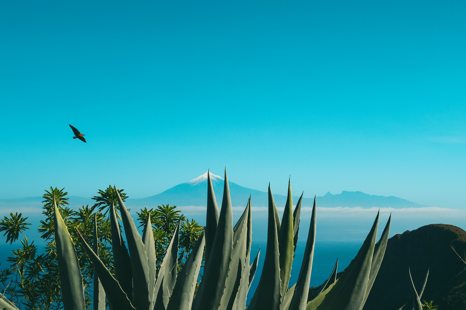 Agave field with mountain